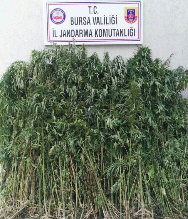 Jandarmadan Uyuşturucu Operasyonu 2