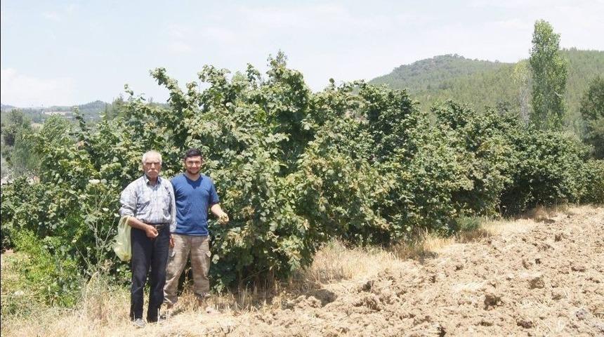Karadeniz&rsquo;de Değil, Aydın&rsquo;da &Uuml;retiliyor