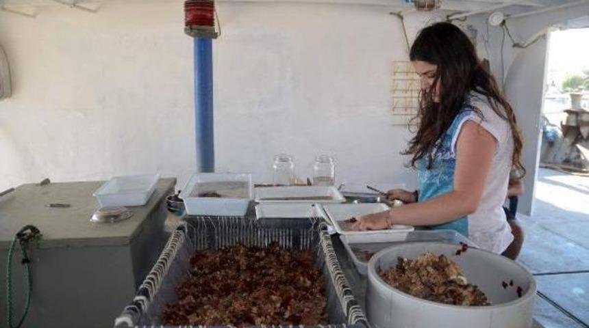 Marmara Denizi'nde Kirliliğin Etkileri Araştırılıyor