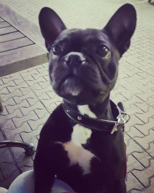 Kaybolan K&ouml;peğini Her Yerde Arıyor 1