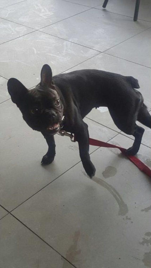 Kaybolan K&ouml;peğini Her Yerde Arıyor 2