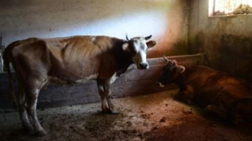 Tunceli&rsquo;de Şarbon Nedeniyle 7 Hayvan Telef Oldu