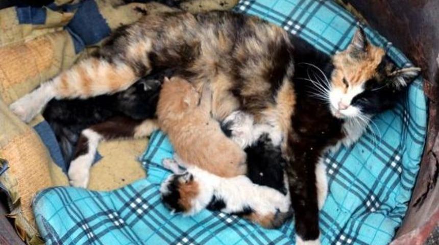 Polislerden Baktıkları Yavru Kedilere Şube Isimleri