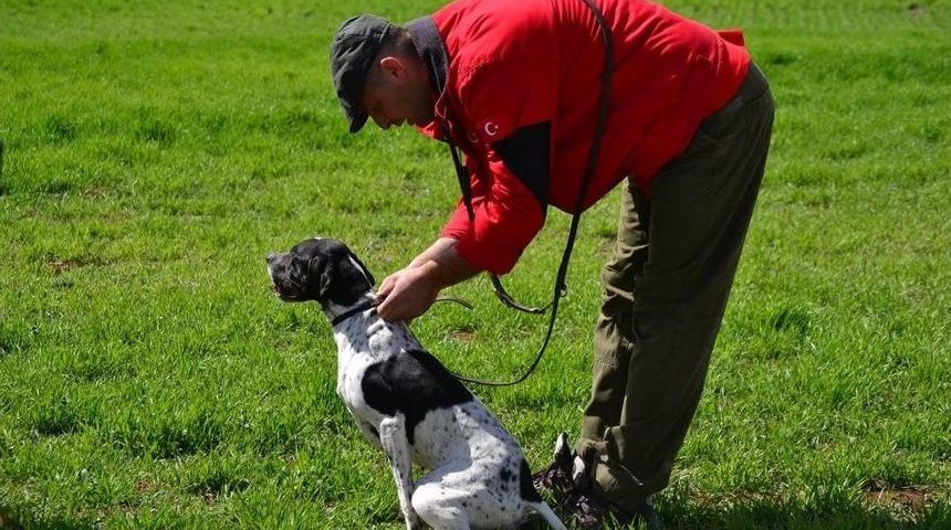 Av Köpeği Eğitimde Dikkat Edilmesi Gerekenler