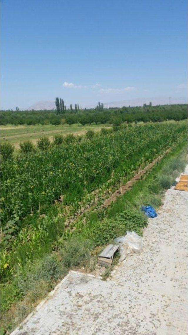 Ele Ge&ccedil;irilen Esrar Yakılarak İmha Edildi 2