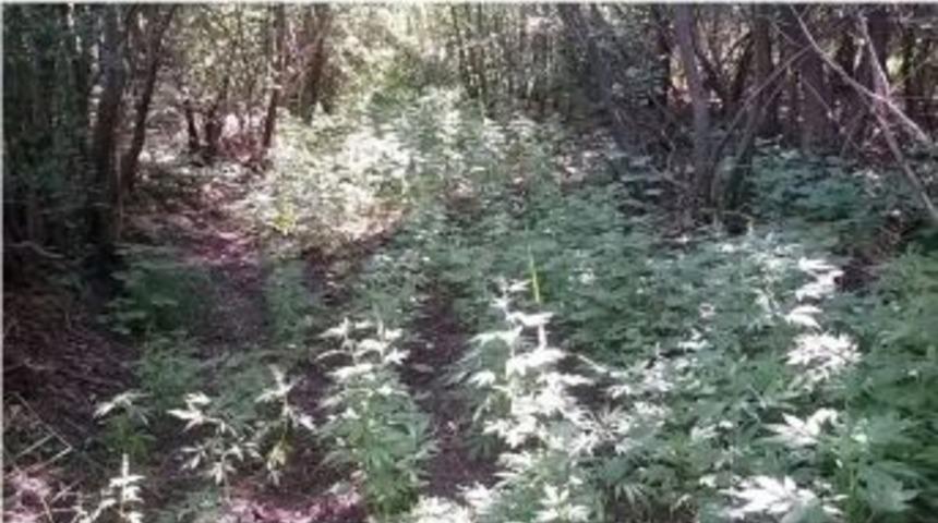 Bing&ouml;l&rsquo;de 3 Bin K&ouml;k Hint Keneviri Ele Ge&ccedil;irildi