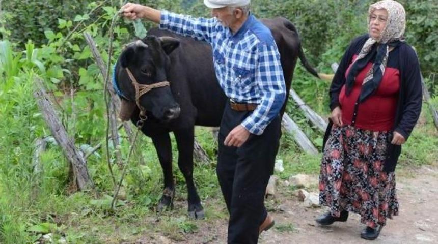 Sosyal Medyadaki Paylaşım Sayesinde Telef Olan Ineğinin Yerine Yenisi Alındı