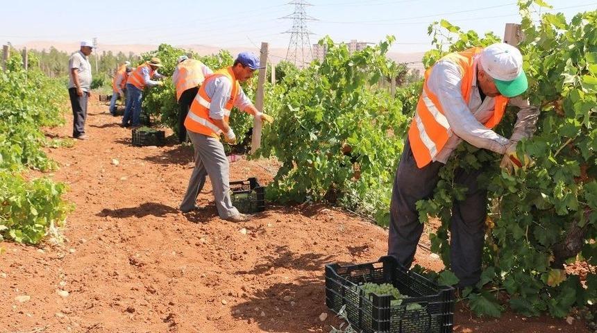 B&uuml;y&uuml;kşehir&rsquo;den Dar Gelirli Ailelere Taze Meyve İkramı