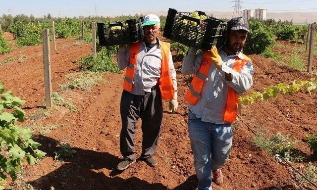 Büyükşehir’den Dar Gelirli Ailelere Taze Meyve İkramı