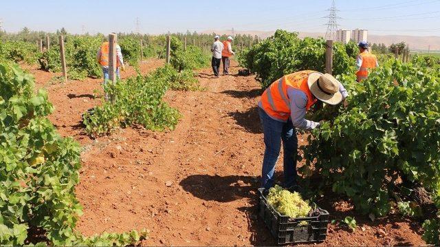 Büyükşehir’den Dar Gelirli Ailelere Taze Meyve İkramı