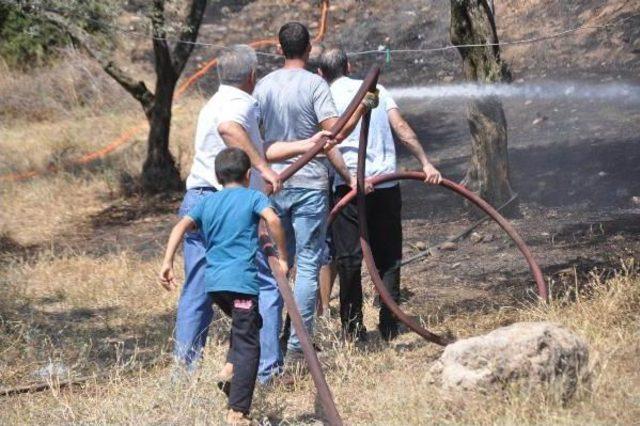 Aydın'da 200 Zeytin Ağacı Yandı