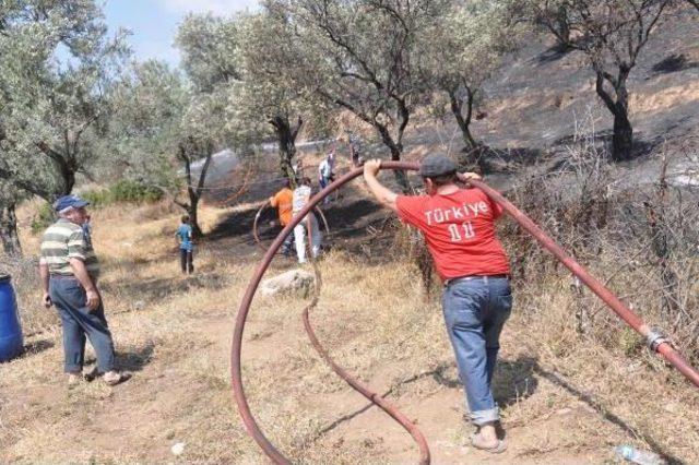 Aydın'da 200 Zeytin Ağacı Yandı