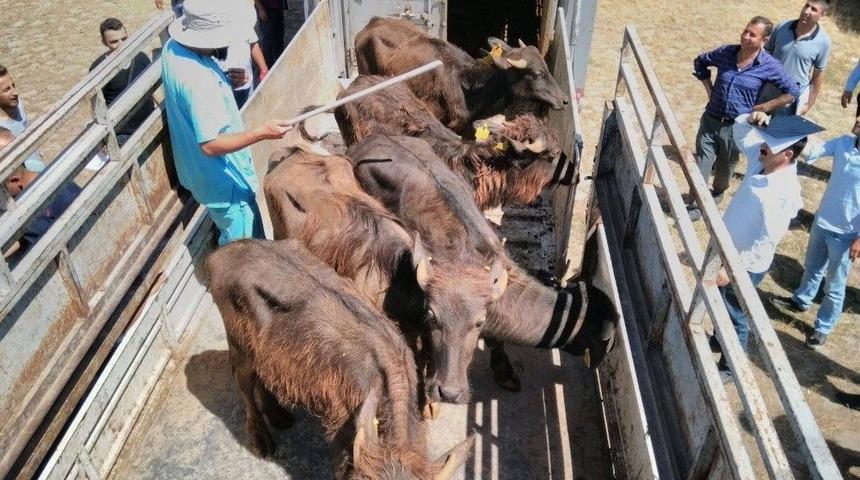 Gen&ccedil; &Ccedil;ift&ccedil;ilere Manda Dağıtımı