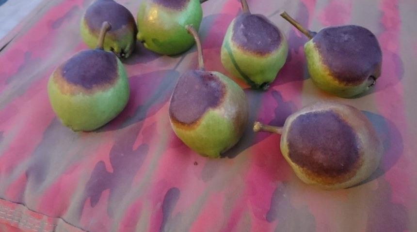 (&ouml;zel Haber) Deveci Armudunu G&uuml;neş Vurdu, &Ccedil;ift&ccedil;i Erteleme Bekliyor