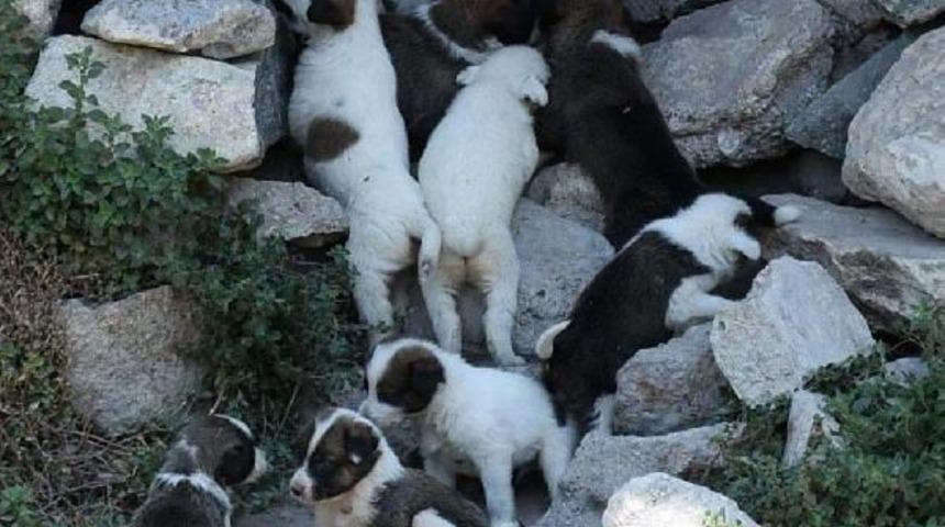 Antik Kentte Doğdular