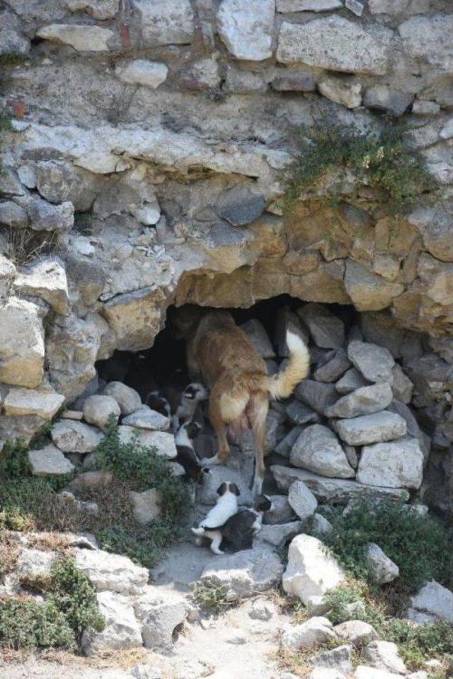 Antik Kentte Doğdular