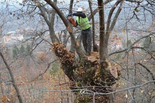 Simav Kestane Ormanlarında Kanserli Dallar Kesildi