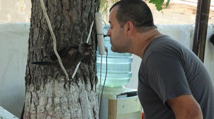 En İyi Dostu Karga Oldu