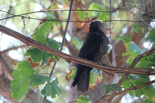En İyi Dostu Karga Oldu 1
