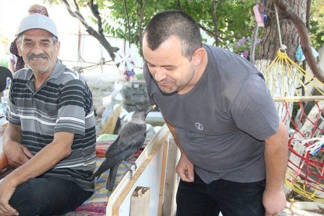 En İyi Dostu Karga Oldu 2