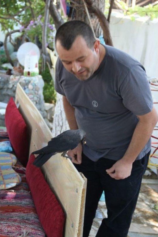 En İyi Dostu Karga Oldu 3