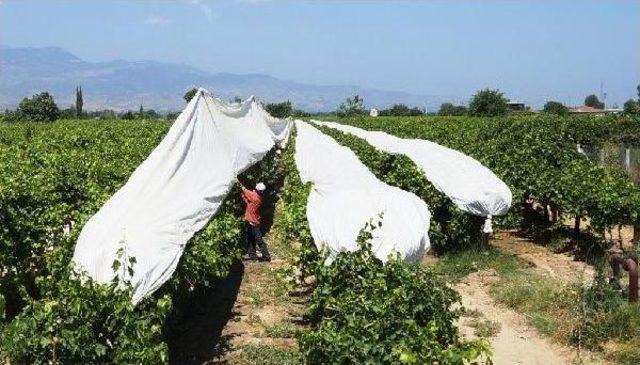Sarıg&ouml;l Ovası na Beyaz &Ouml;rt&uuml; 1