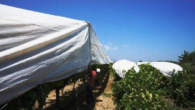 Sarıg&ouml;l Ovası na Beyaz &Ouml;rt&uuml; 3