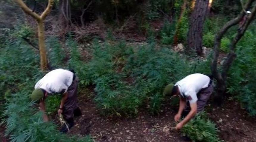 Jandarma 3 Bin 680 K&ouml;k Hint Kenevirini S&ouml;kt&uuml;