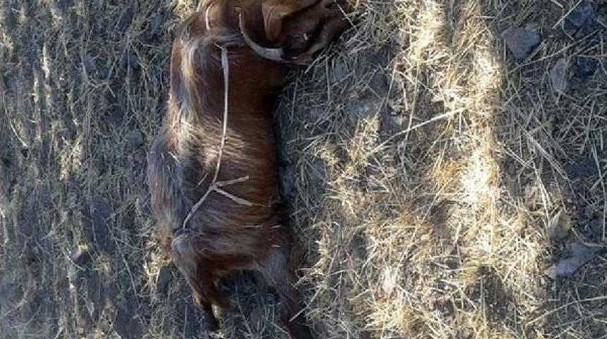 Kurtlar, Gerger'de 10 Ke&ccedil;iyi Telef Etti