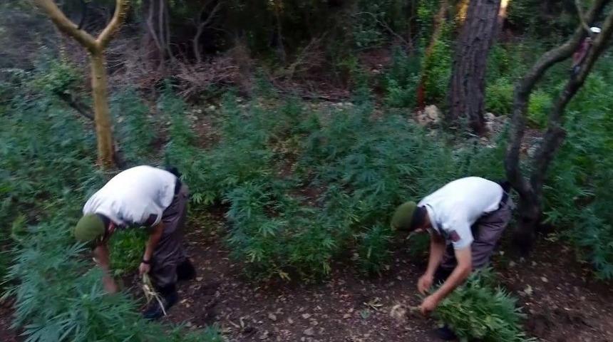 Jandarmadan Uyuşturucu Operasyonu