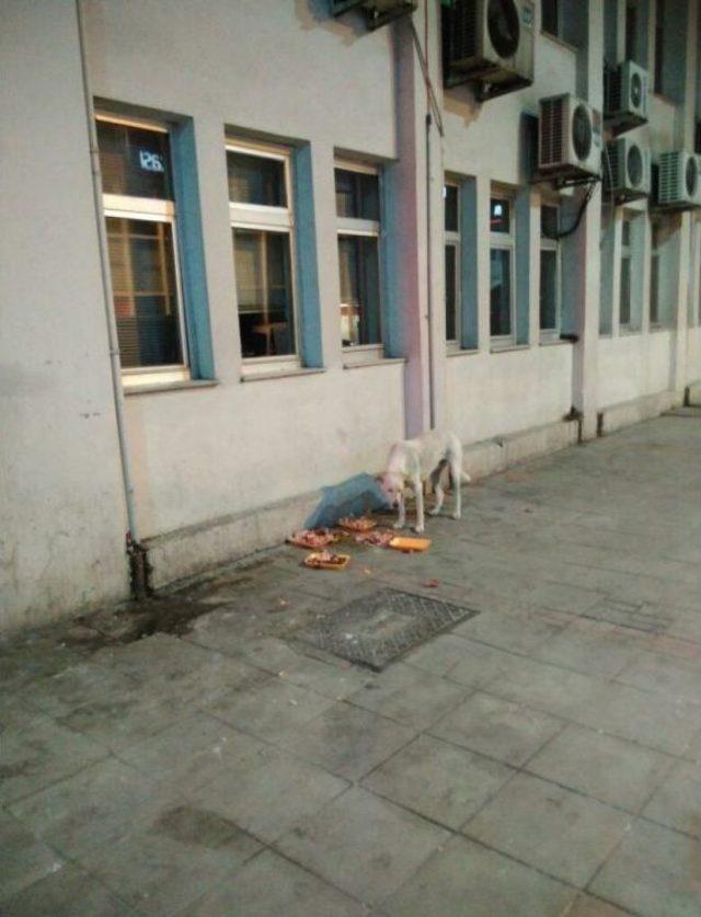 Hayvansever Vatandaşlar &Ccedil;evre Kirliliği İ&ccedil;in Uyarıldı 1