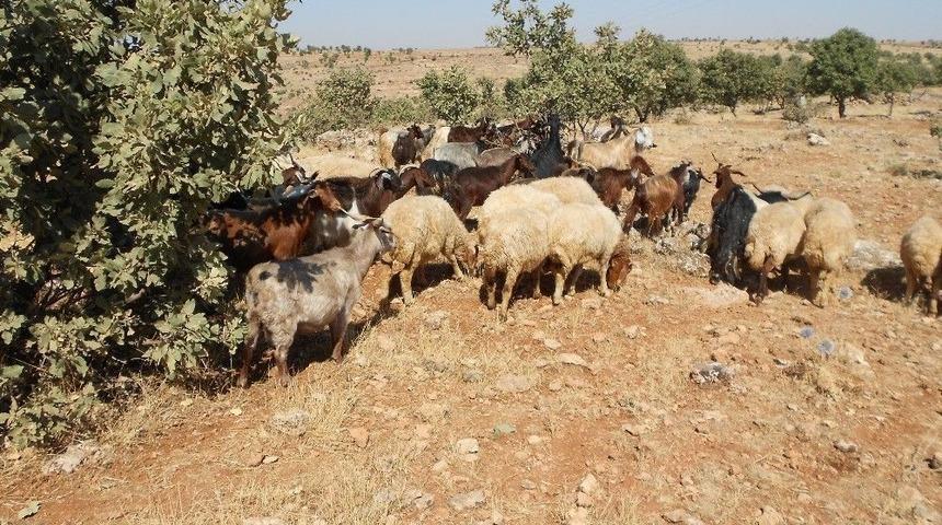 Midyat&rsquo;ta Kurbanlık Fiyatları El Yakıyor