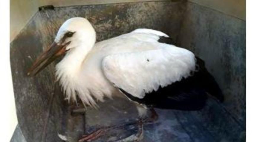 Yuvasından D&uuml;ş&uuml;p Yaralanan Leylek Koruma Altına Alındı