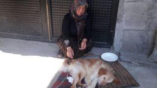 Felçli Köpeğe Anne Şefkati