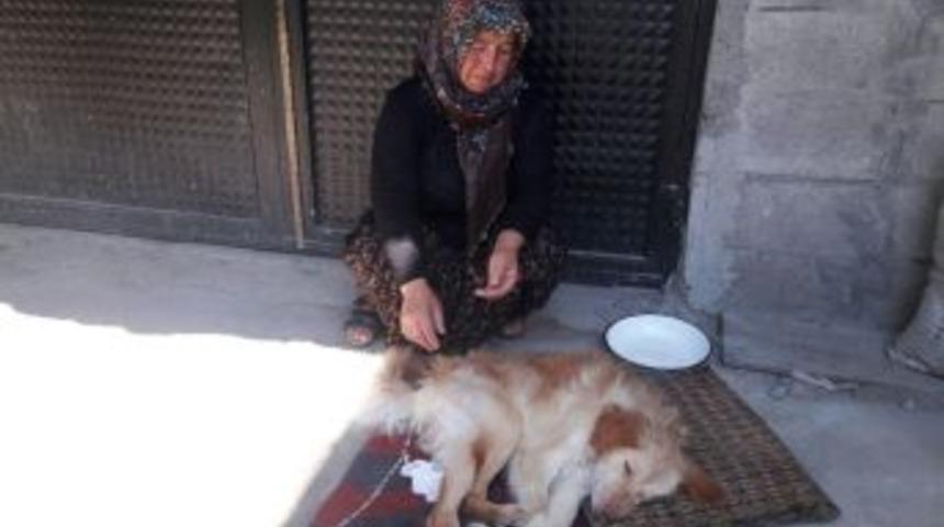 Felçli Köpeğe Anne Şefkati