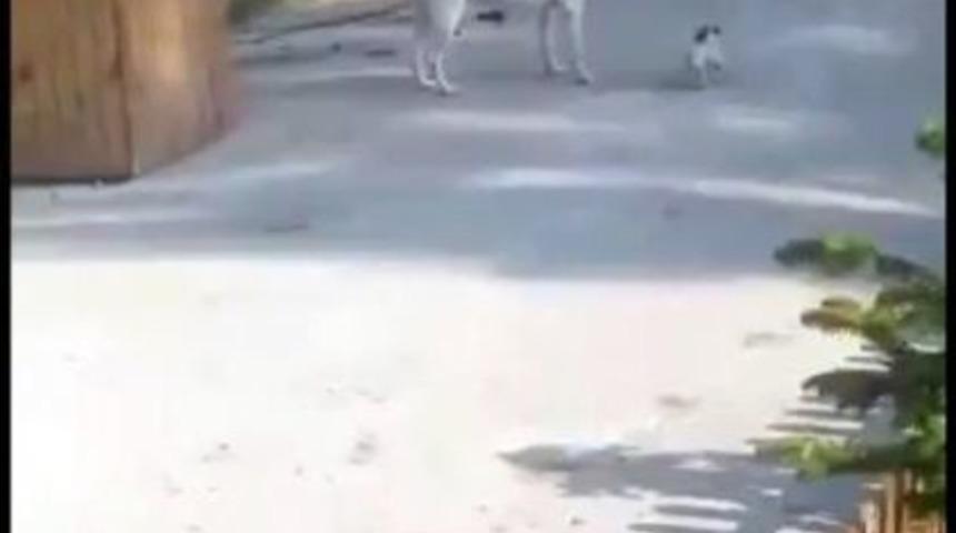 K&uuml;&ccedil;&uuml;k K&ouml;peğin B&uuml;y&uuml;k K&ouml;peğe Oyunu Kamera Tarafından Kaydedildi