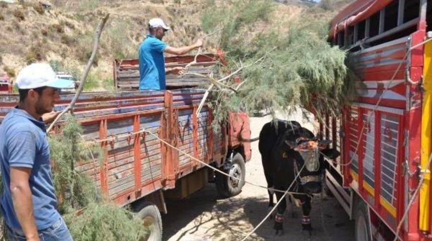 Boğalar Alagüllü Arenası'nda Güreştirildi