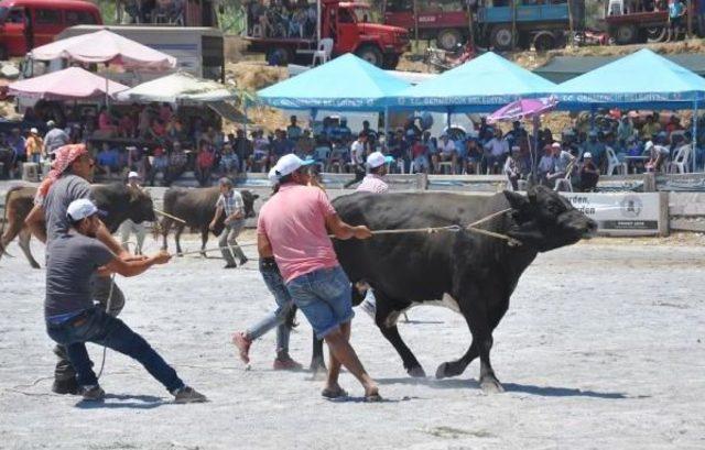 Boğalar Alagüllü Arenası'nda Güreştirildi