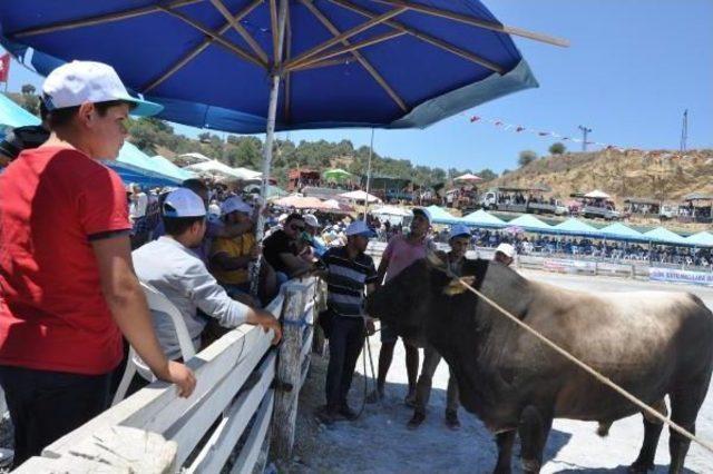 Boğalar Alagüllü Arenası'nda Güreştirildi