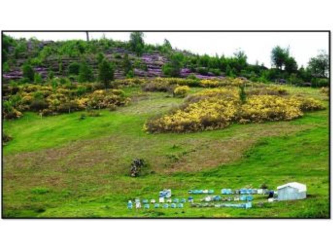 Ordu’da 7. Bal Ormanı Geliyor