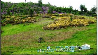 Ordu’da 7. Bal Ormanı Geliyor