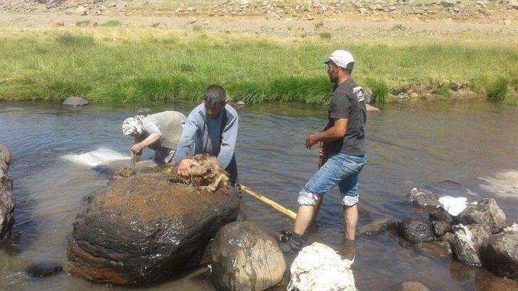 Ağrı’da 2 Bin Metre Rakımlı Yaylada Yün Yıkıyorlar G1