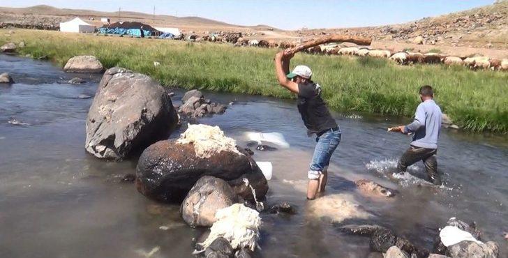 Ağrı’da 2 Bin Metre Rakımlı Yaylada Yün Yıkıyorlar G2