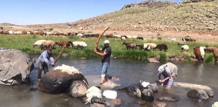 Ağrı’da 2 Bin Metre Rakımlı Yaylada Yün Yıkıyorlar G3