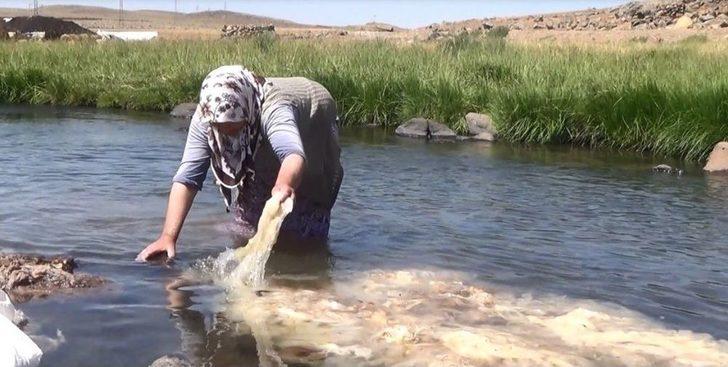 Ağrı’da 2 Bin Metre Rakımlı Yaylada Yün Yıkıyorlar G4