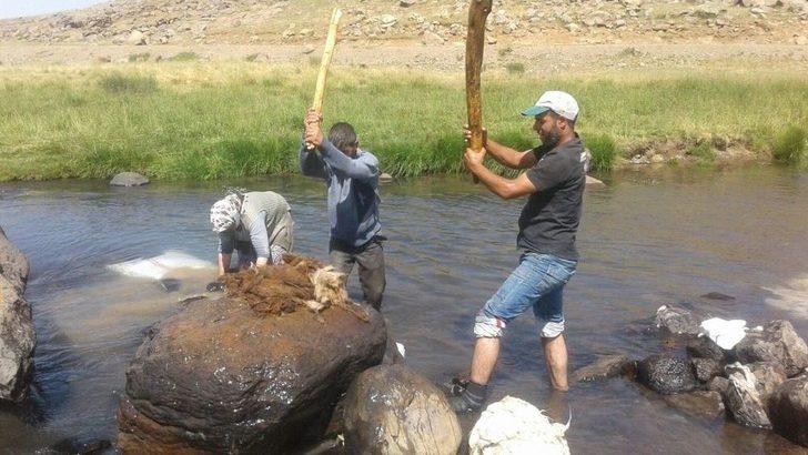Ağrı’da 2 Bin Metre Rakımlı Yaylada Yün Yıkıyorlar G5