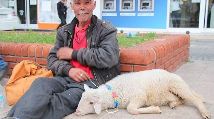 İkinci Kuzusu Da &Ccedil;alınınca Kınalı Horozuyla Dolaşmaya Başladı