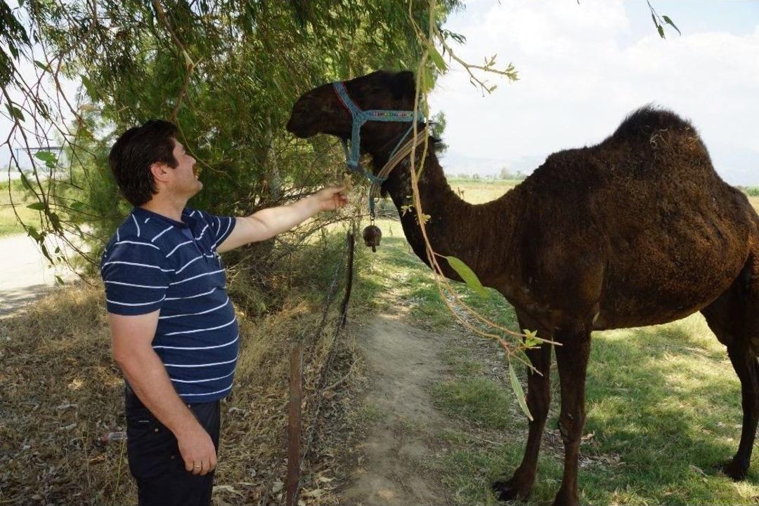 İran Değil Aydın, Meradaki Develer Aydın&rsquo;da Bahar Havasının Keyfini &Ccedil;ıkarıyor