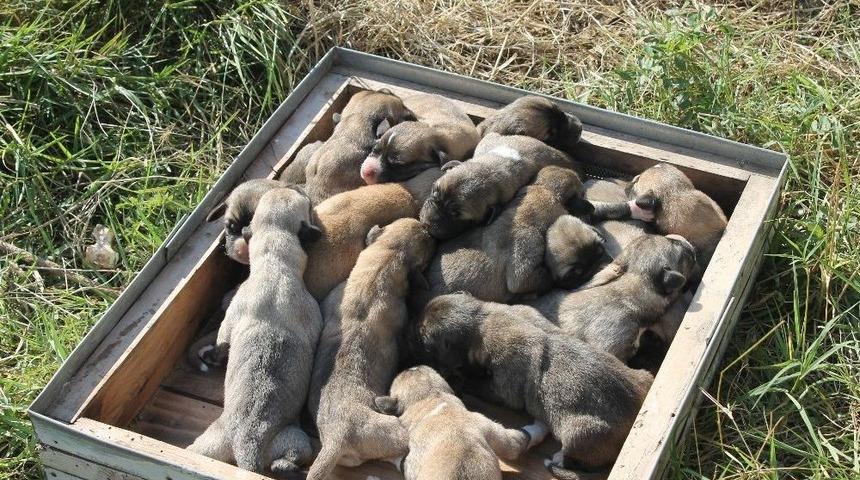 Kangal Cinsi K&ouml;pek Tek Batında 17 Yavru Doğurdu