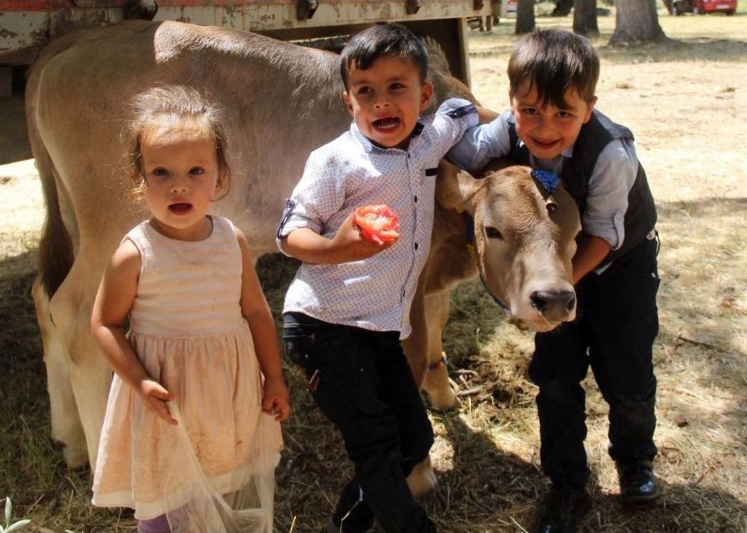 Sivas&rsquo;ta Buzağı G&uuml;zellik Yarışması